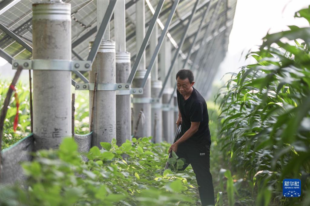伯爵网站检测路线